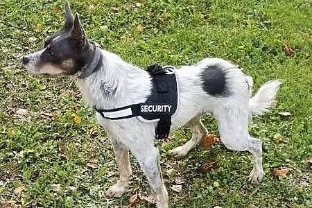 ŁATEK - nieśmiały, delikatny, kochany psiak do adopcji,  mazowieckie Warszawa, Mazowieckie, Warszawa