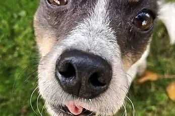 ŁATEK - nieśmiały, delikatny, kochany psiak do adopcji,  mazowieckie Warszawa, Mazowieckie, Warszawa