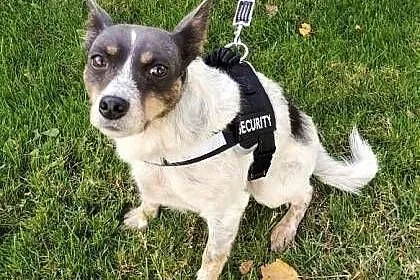 ŁATEK - nieśmiały, delikatny, kochany psiak do adopcji,  mazowieckie Warszawa, Mazowieckie, Warszawa