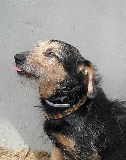 Mila do adopcji, lubuskie Świebodzin