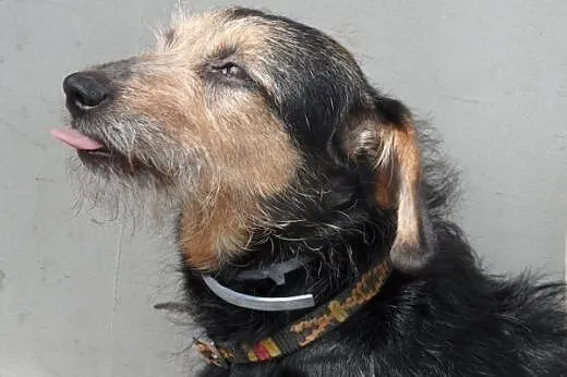Mila do adopcji,  lubuskie Świebodzin