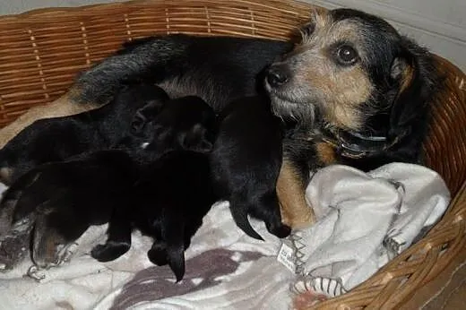 Mila do adopcji,  lubuskie Świebodzin