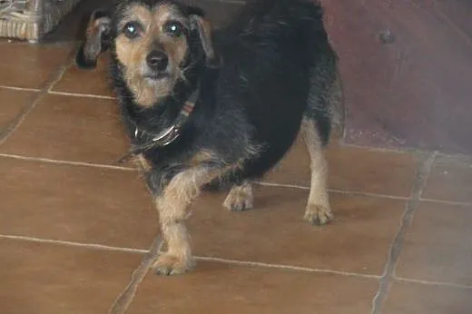 Mila do adopcji,  lubuskie Świebodzin