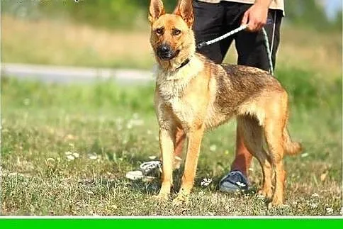 Owczarek mix,młoda,zrównoważona,łagodna suczka ATE