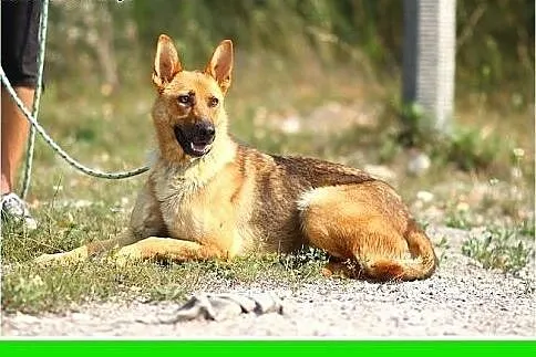 Owczarek mix,młoda,zrównoważona,łagodna suczka ATE