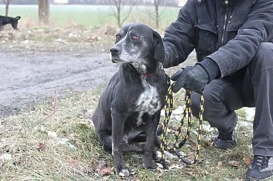 Przestraszona, śliczna sunia czeka na dom.