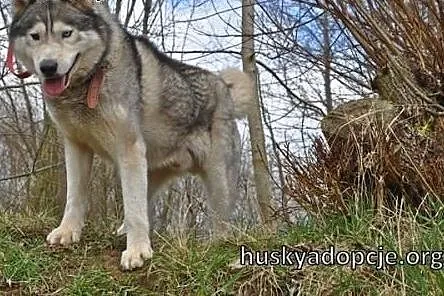 WITO- wesoły i łagodny pies husky do adopcji,  wie