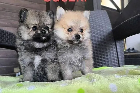 Szpic Miniaturowy Pomeranian Boo