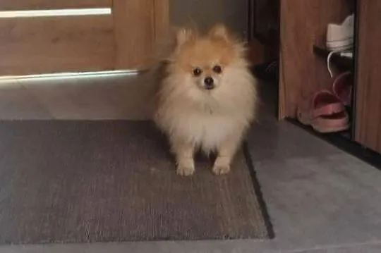 Szpic Miniaturowy Pomeranian Boo, Podkarpackie, Rzeszów