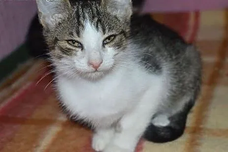 KAZIK 3 miesięczny kocurek do adopcji,  śląskie Mikołów