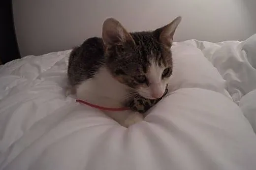 KAZIK 3 miesięczny kocurek do adopcji,  śląskie Mi