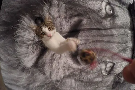 KAZIK 3 miesięczny kocurek do adopcji,  śląskie Mi
