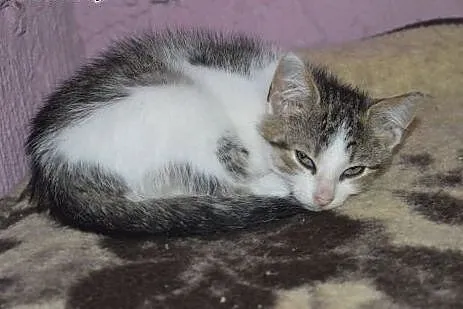 KAZIK 3 miesięczny kocurek do adopcji,  śląskie Mi