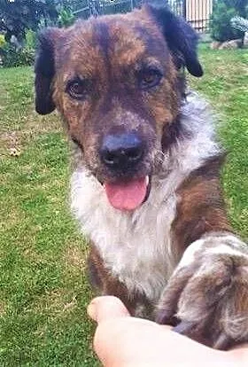 STEFCIO - duży, kochany psiak do adopcji z domu tymczasowego, łódzkie Łódź, Łódzkie, Łódź