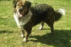 STEFCIO  - duży, kochany psiak do adopcji z domu tymczasowego,  łódzkie Łódź, Łódzkie, Łódź