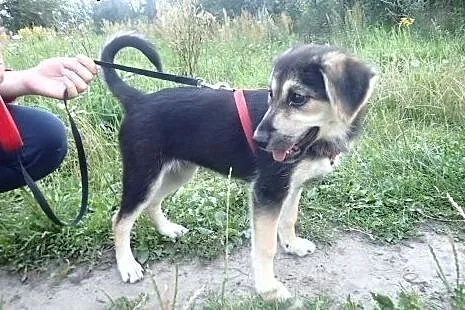 Tina sunia szuka domu,  Kundelki cała Polska