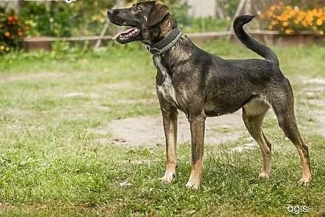 SONIA - 2,5 roczna sunia już tak długo szuka domu,