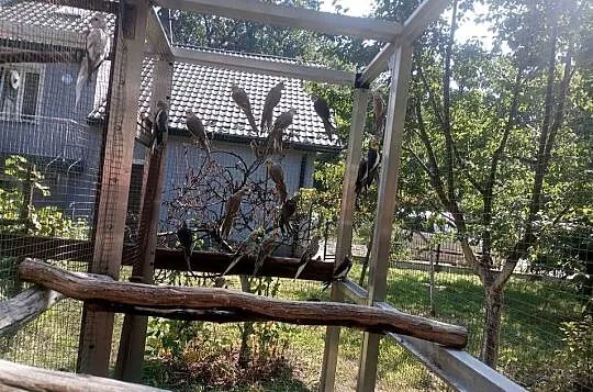 Papugi Nimfy, Małopolskie, Wieliczka