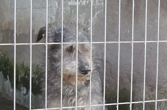 Sznupik - sznaucerkowaty psiak czeka w schronisku