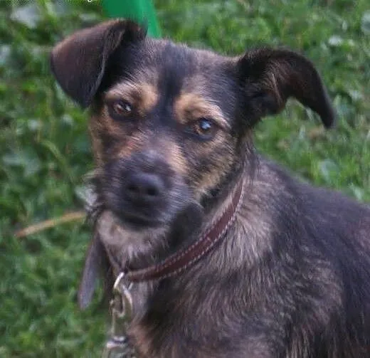 Rysia – bezproblemowy skarb do adopcji,