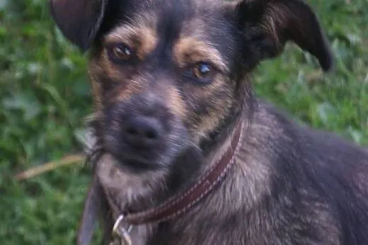 Rysia &#8211; bezproblemowy skarb do adopcji, 