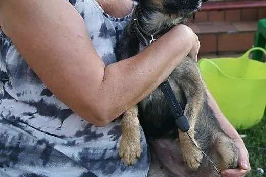 Rysia &#8211; bezproblemowy skarb do adopcji, 
