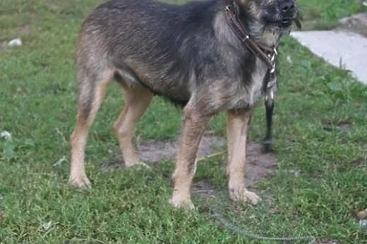 Rysia &#8211; bezproblemowy skarb do adopcji, 