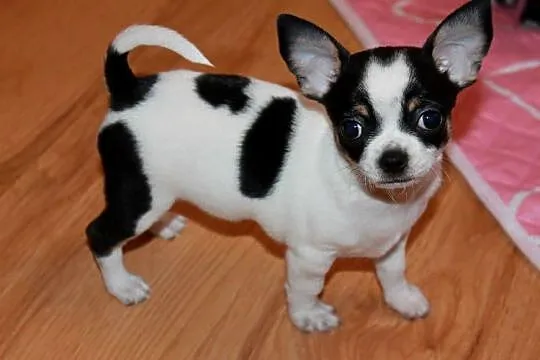 Chihuahua krótkowłosy chłopiec ZKwP FCI - Prawdziwy rodowód!!