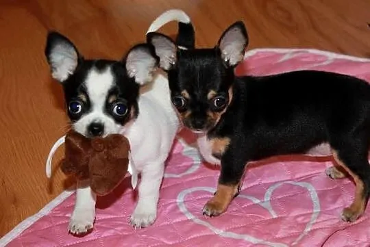 Chihuahua krótkowłosy chłopiec ZKwP FCI - Prawdziwy rodowód!!, Zachodniopomorskie, Świnoujście