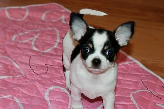 Chihuahua krótkowłosy chłopiec ZKwP FCI - Prawdziwy rodowód!!, Zachodniopomorskie, Świnoujście