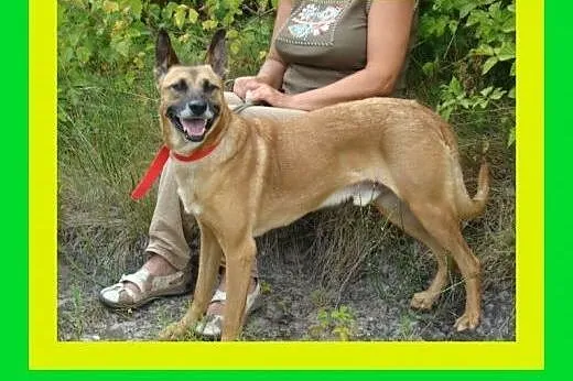 Aktywny,kocha człowieka,czujny,chodzi grzecznie na