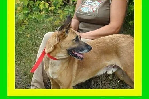 Aktywny,kocha człowieka,czujny,chodzi grzecznie na