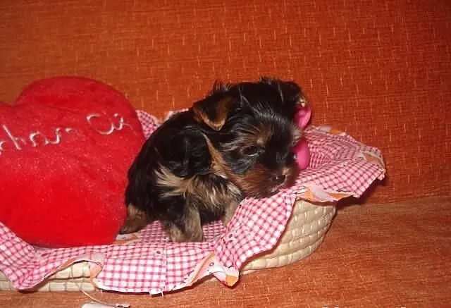 Yorki York Yoreczki York Śliczne ODCHOWANE 3 miesi