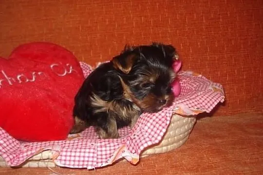 Yorki York Yoreczki York Śliczne ODCHOWANE 3 miesi