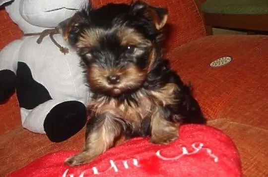 Yorki York Yoreczki York Śliczne ODCHOWANE 3 miesi