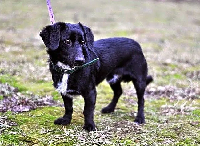 Kliford, który chciał zjeść wolontariuszy :)