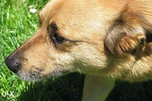 Kuba - adoptuj go ze schroniska , małopolskie Kraków