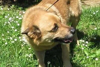 Kuba - adoptuj go ze schroniska ,  małopolskie Kra