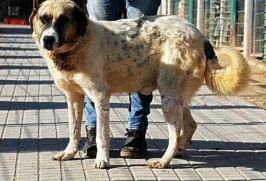 PLUTON duzy, poczciwy, zrównoważony pies szuka pra