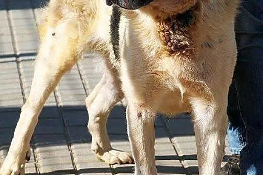 PLUTON duzy, poczciwy, zrównoważony pies szuka pra