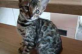 Kotek bengalski