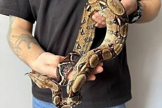 Wąż/węże na sprzedaż, Śląskie, Żory