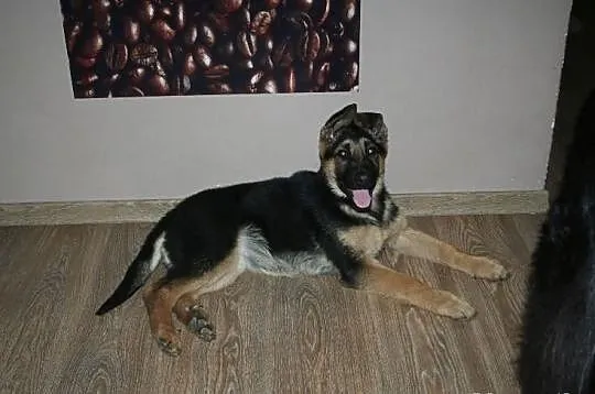 Tiga_