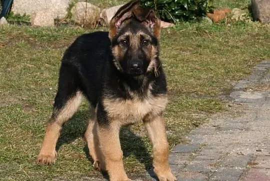 Tiga_
