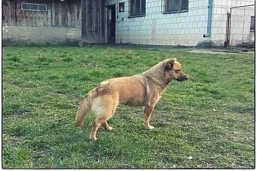 Figa - cudna mała dama do kochania.,  małopolskie 