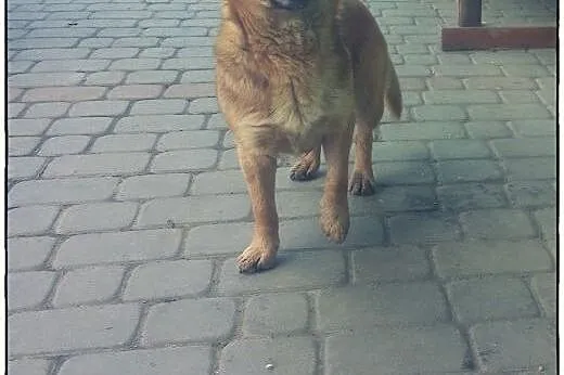 Figa - cudna mała dama do kochania.,  małopolskie 