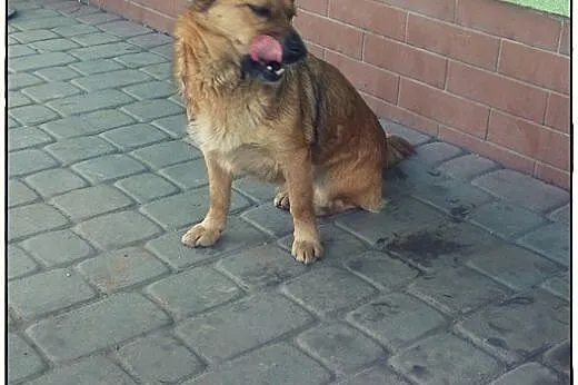 Figa - cudna mała dama do kochania.,  małopolskie 