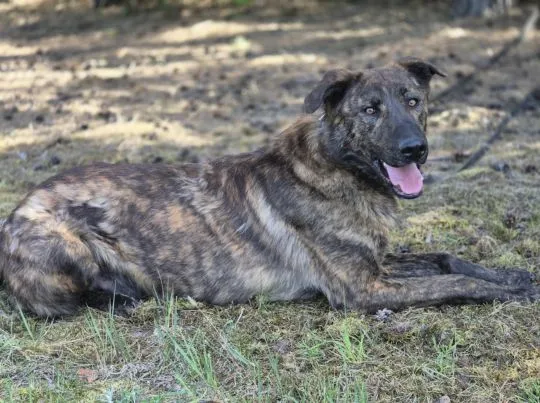 Blum - młody, wychowany z dziećmi, aktywny psiak!  Blum to młodziutki psiak, około dwuletni, o nietu