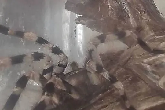 Poecilotheria formosa samica ok 4dc