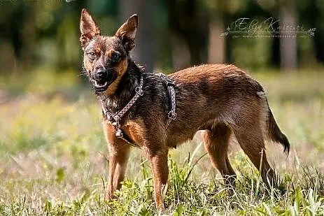 Dafi- 8 kg młodej,  uwielbiającej dzieci,  subteln